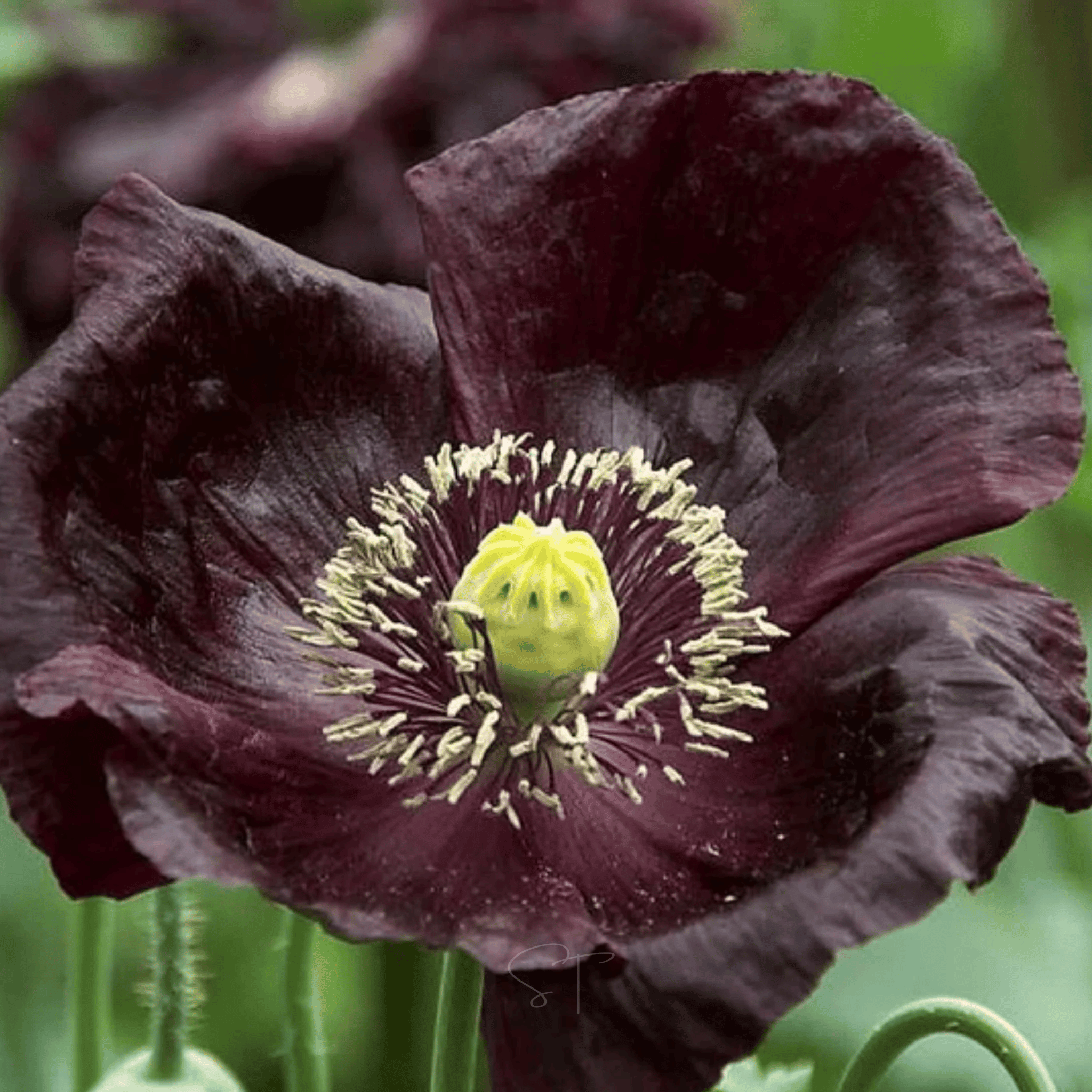 After Midnight Poppy – 100 Seeds Southern Seeds