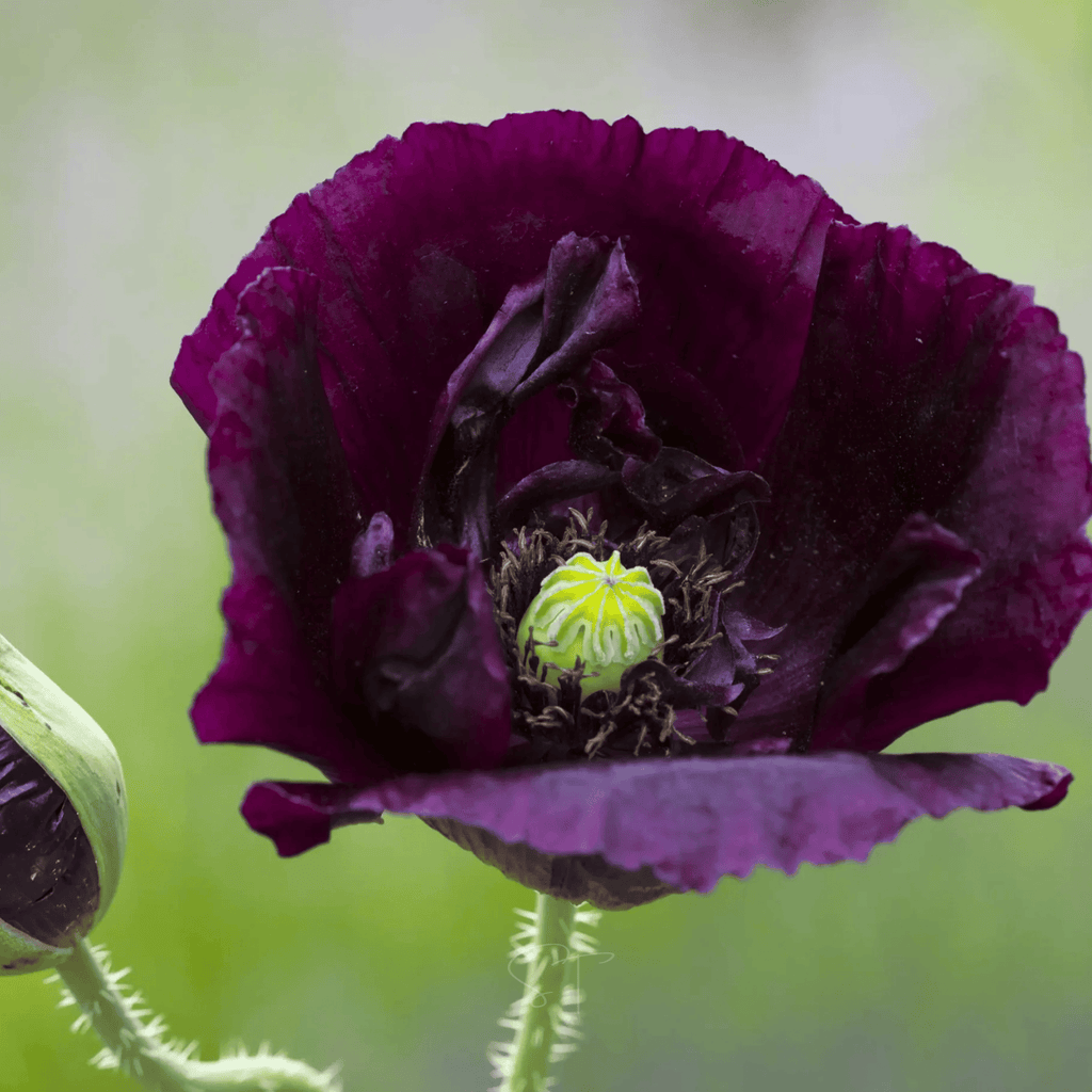 After Midnight Poppy – 100 Seeds Southern Seeds