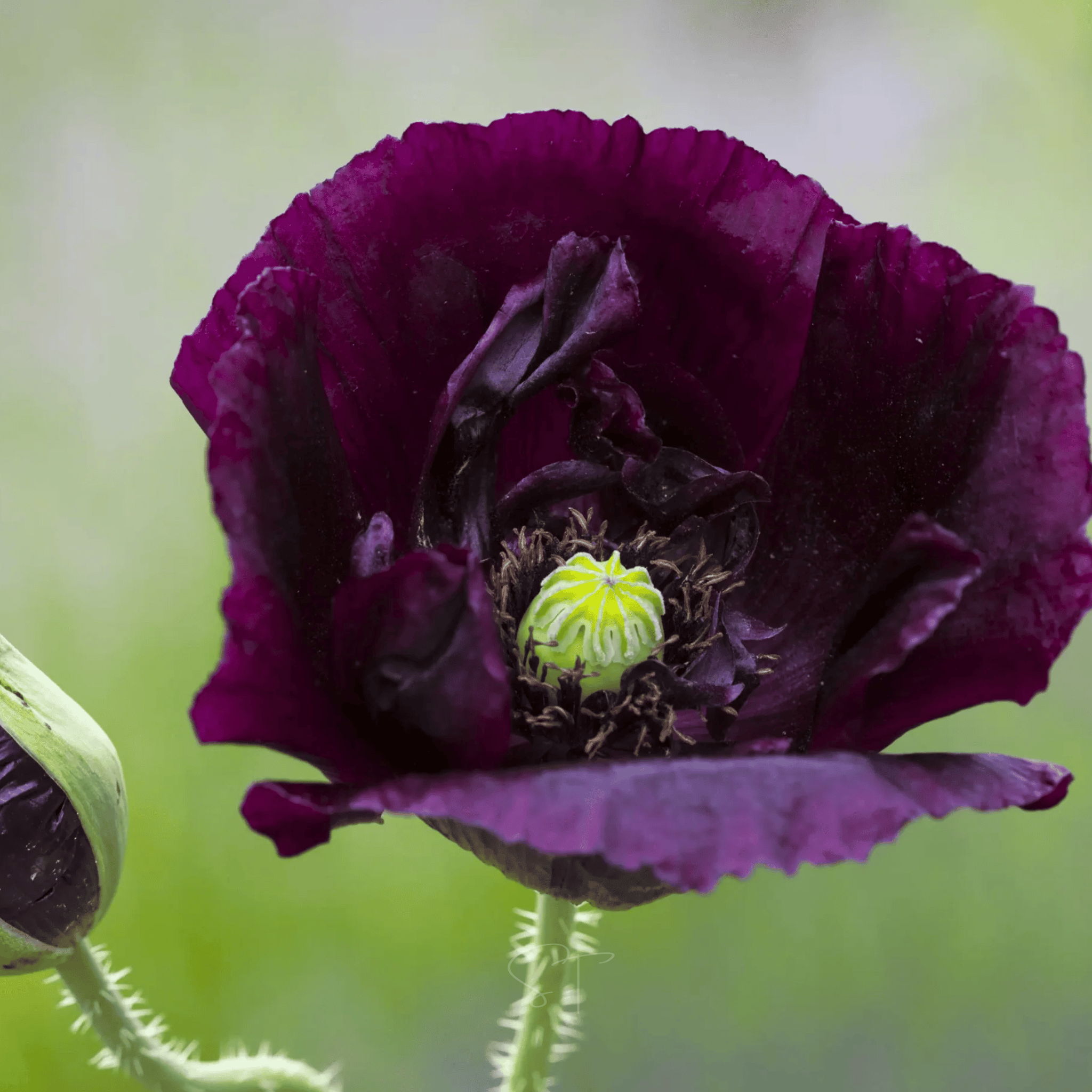 After Midnight Poppy – 100 Seeds Southern Seeds