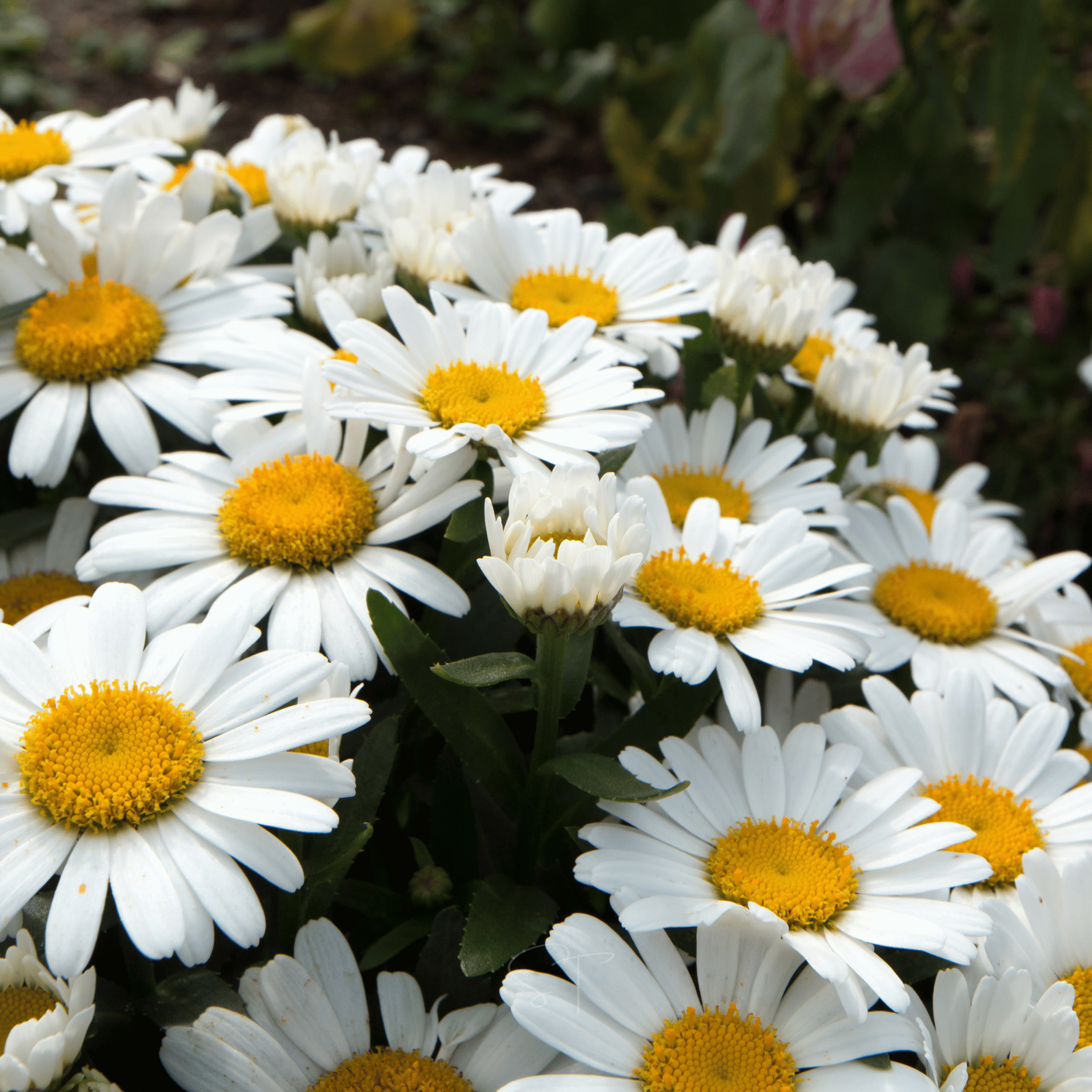 Alaska Shasta Daisy – 100 Seeds Southern Seeds