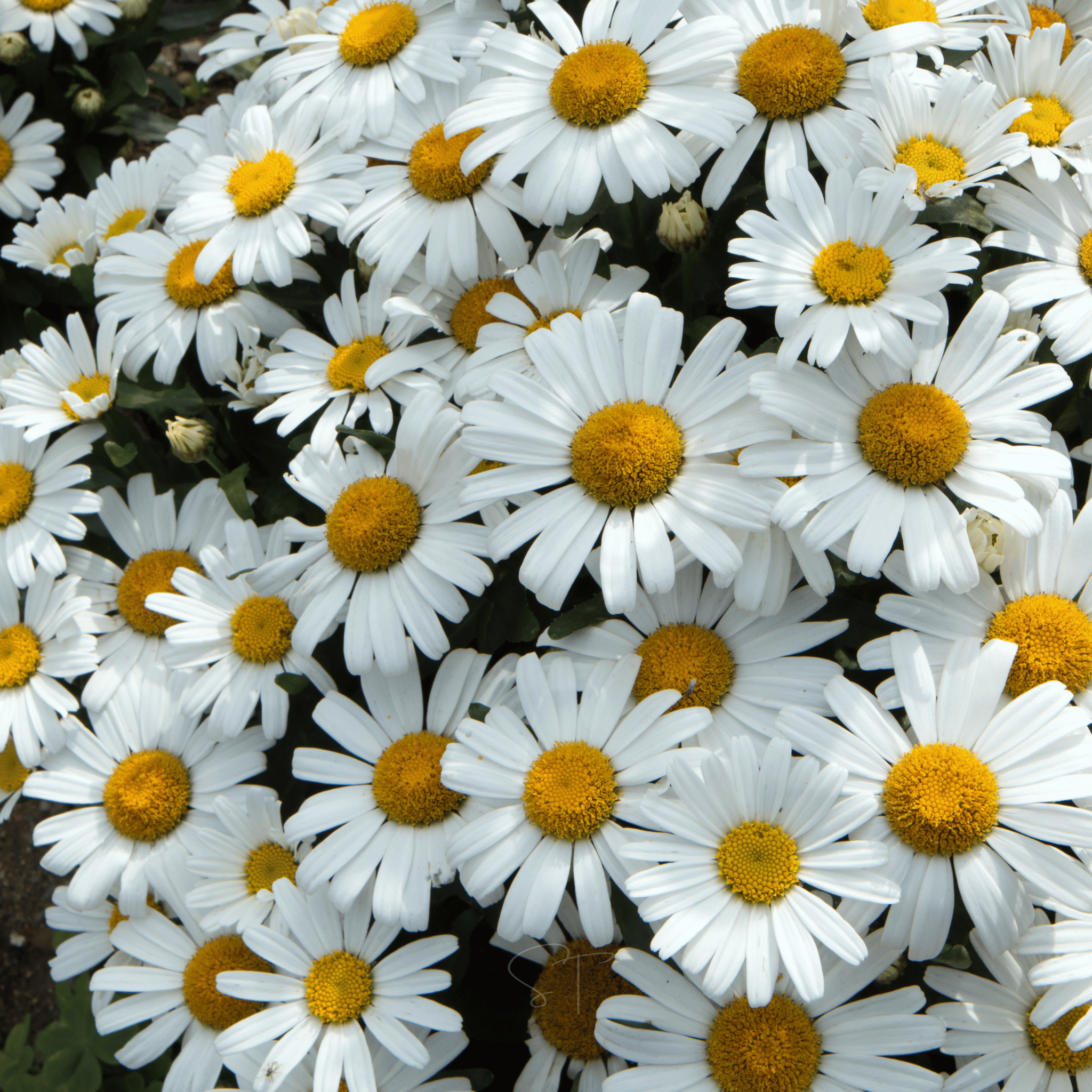 Alaska Shasta Daisy – 100 Seeds Southern Seeds