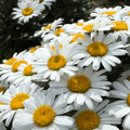 Alaska Shasta Daisy – 100 Seeds Southern Seeds