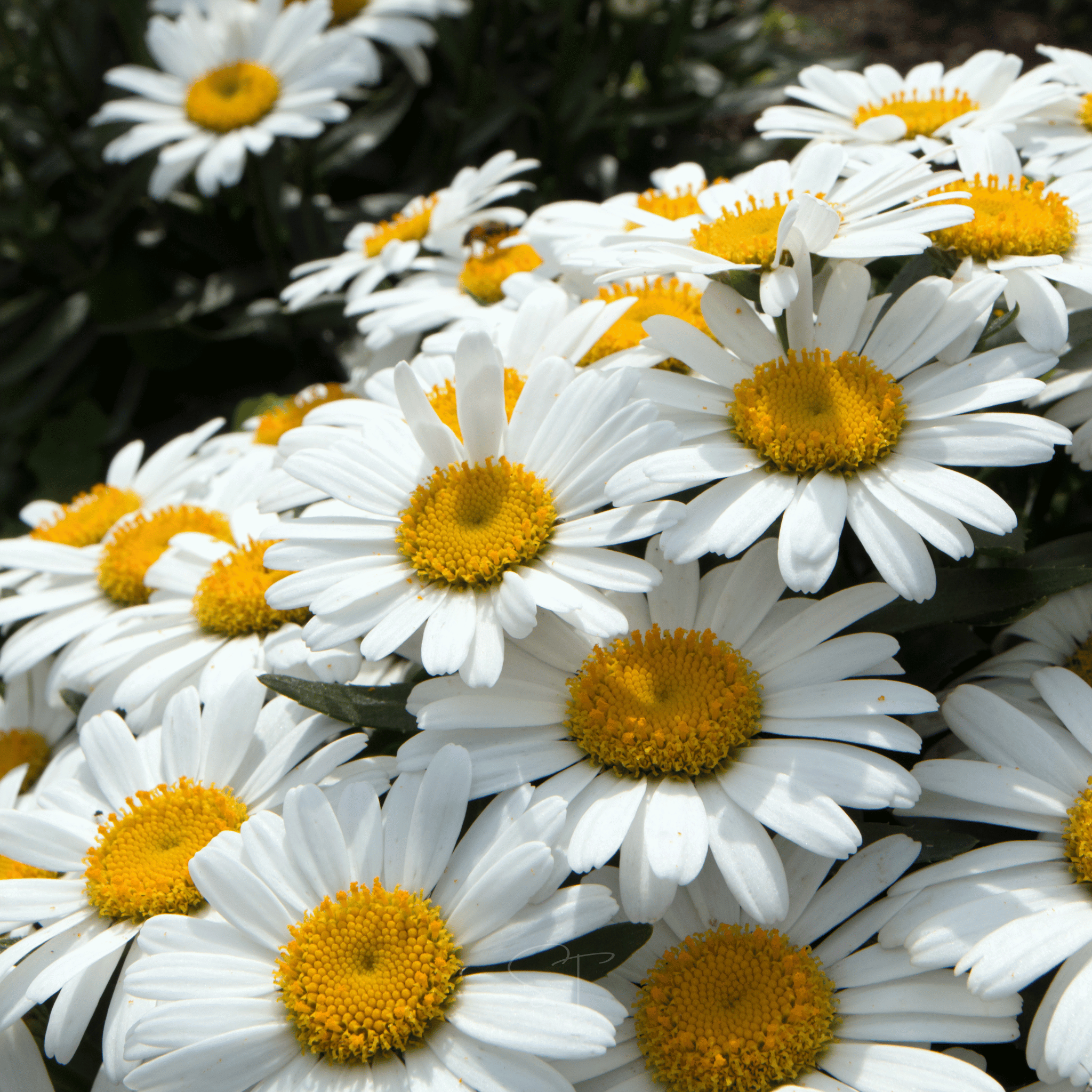 Alaska Shasta Daisy – 100 Seeds Southern Seeds