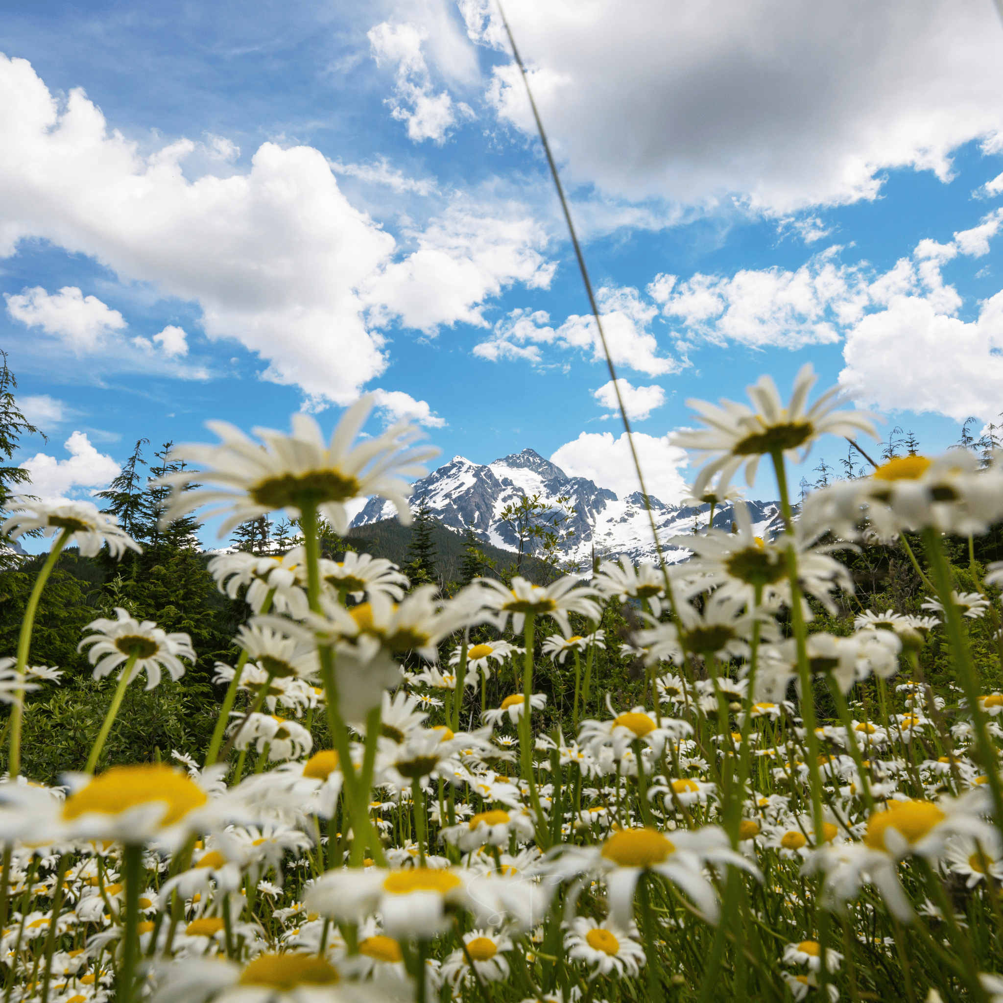 Alaska Shasta Daisy – 100 Seeds Southern Seeds