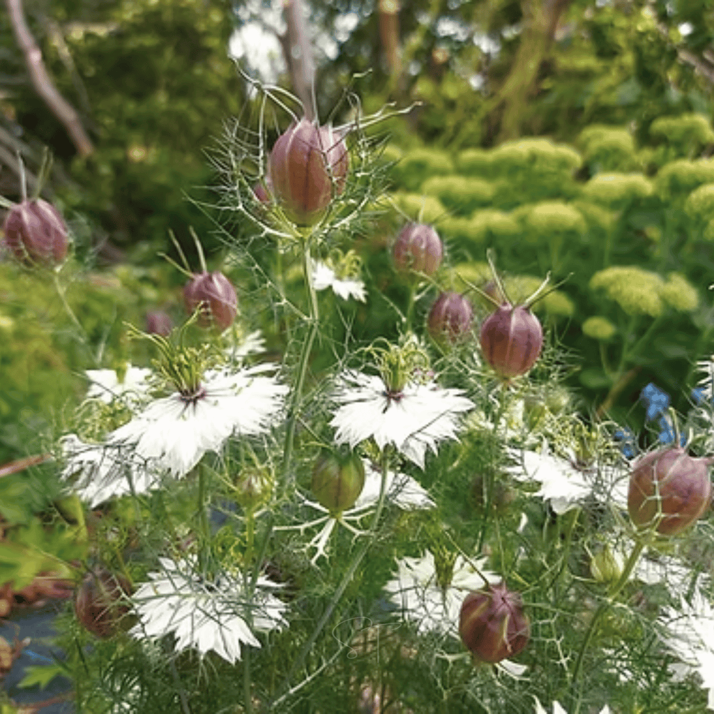 Albion Black Pods Love in a Mist – 100 Seeds Southern Seeds