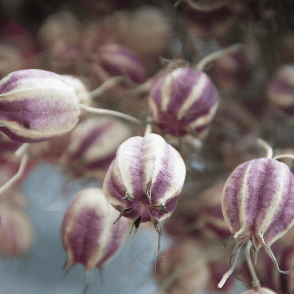 Albion Black Pods Love in a Mist – 100 Seeds Southern Seeds