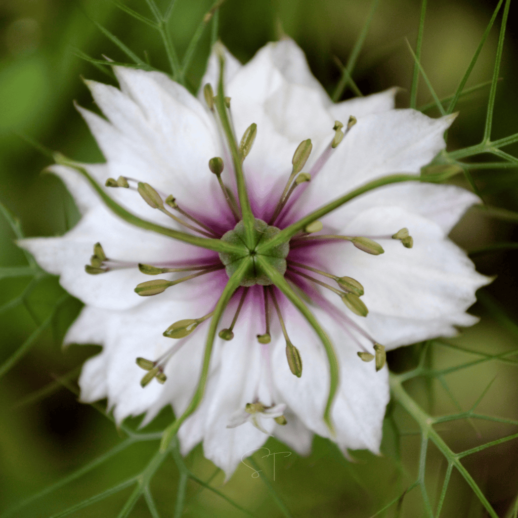 Albion Black Pods Love in a Mist – 100 Seeds Southern Seeds