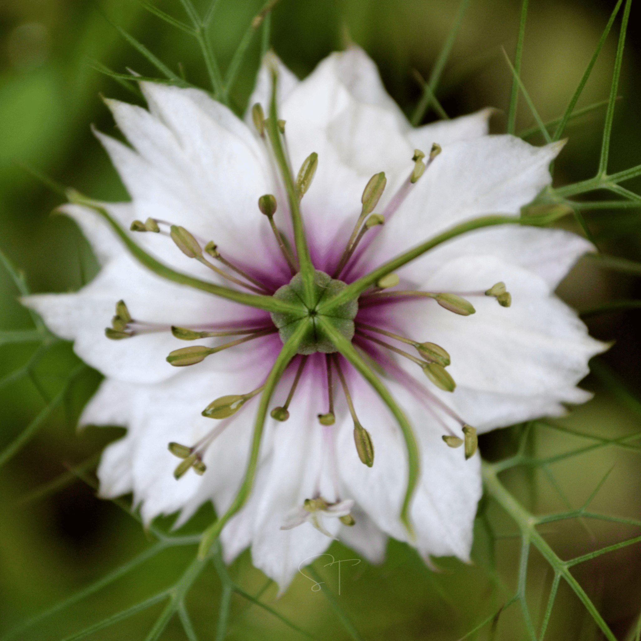 Albion Black Pods Love in a Mist – 100 Seeds Southern Seeds