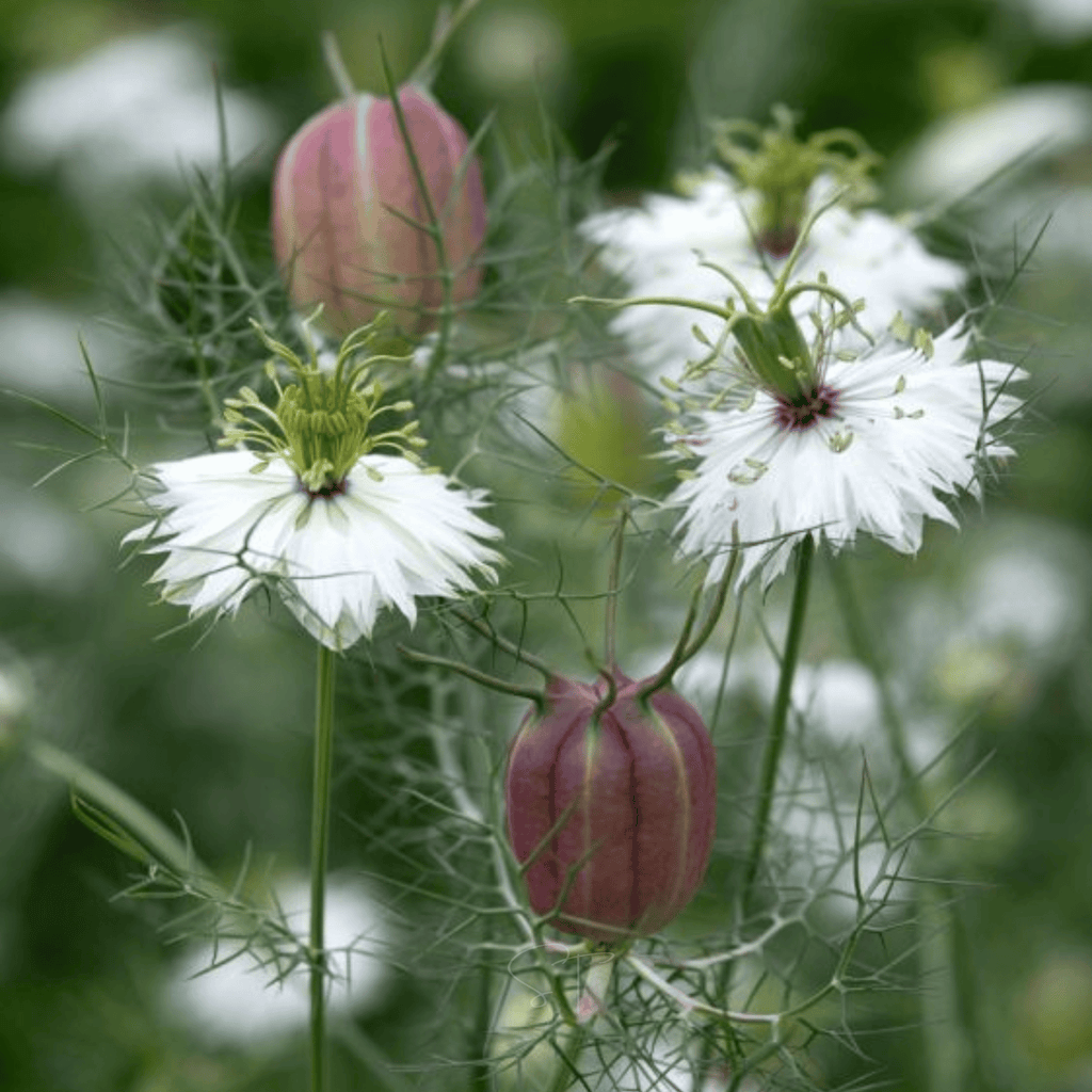 Albion Black Pods Love in a Mist – 100 Seeds Southern Seeds
