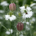 Albion Black Pods Love in a Mist – 100 Seeds Southern Seeds