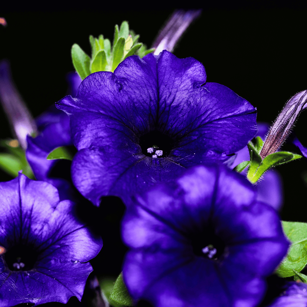 Alderman Blue Petunia – 100 Seeds Southern Seeds
