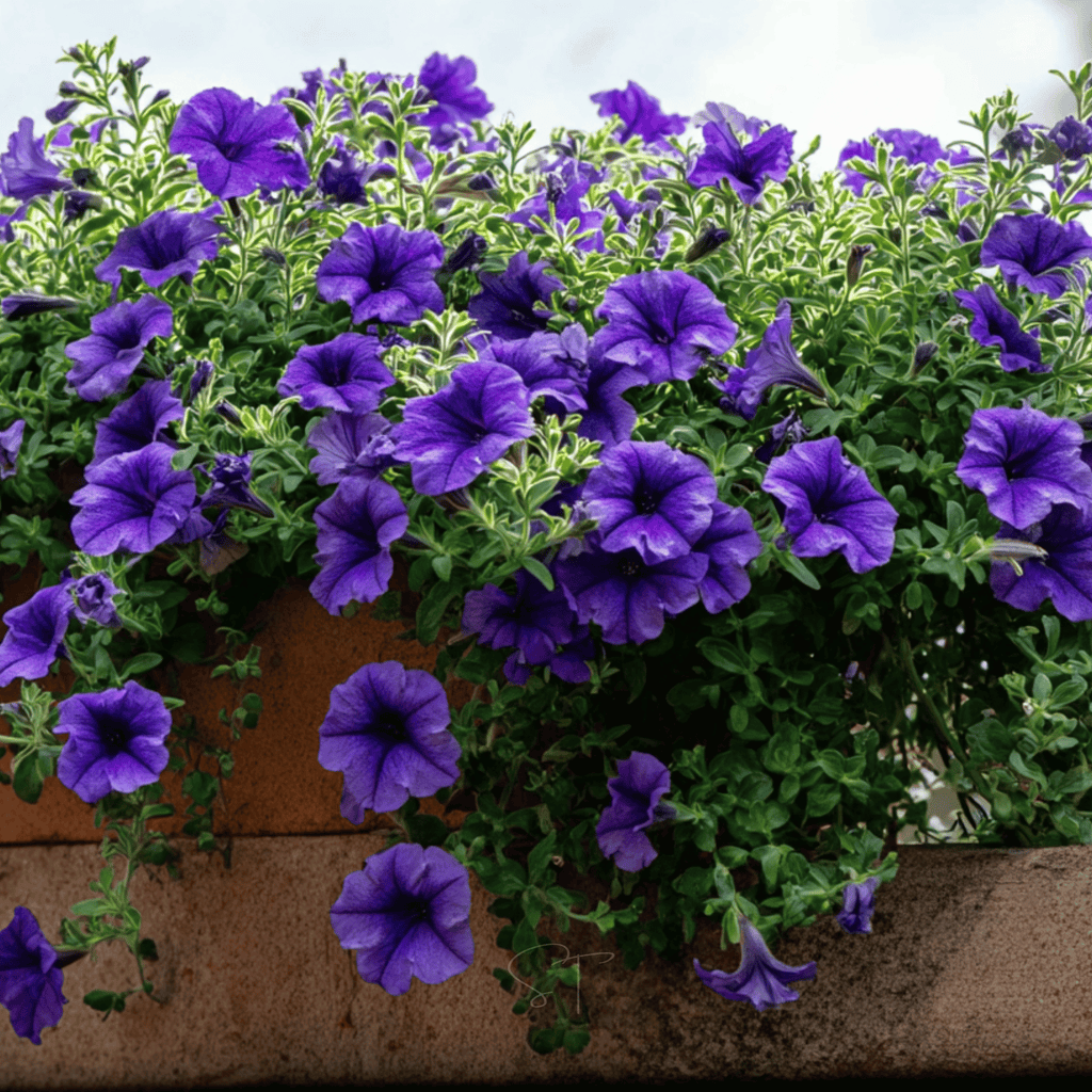 Alderman Blue Petunia – 100 Seeds Southern Seeds