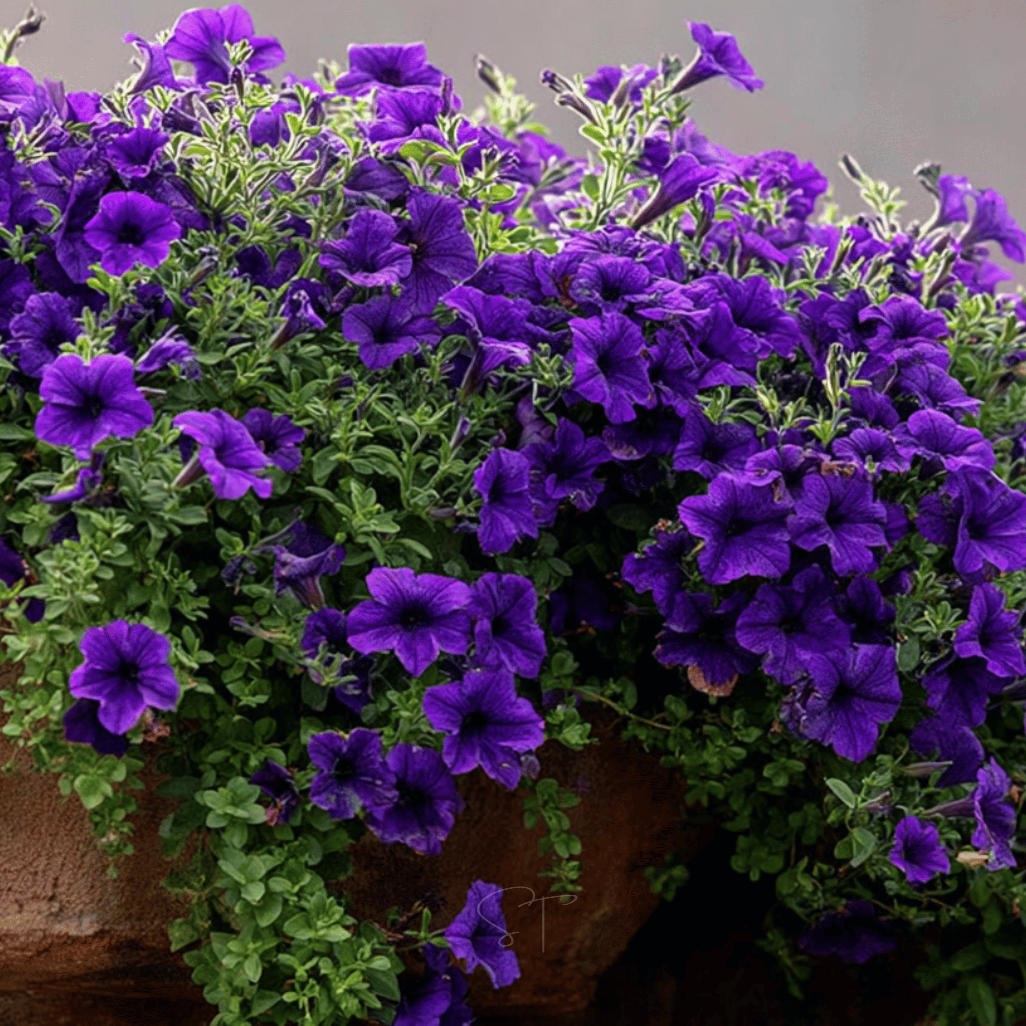 Alderman Blue Petunia – 100 Seeds Southern Seeds