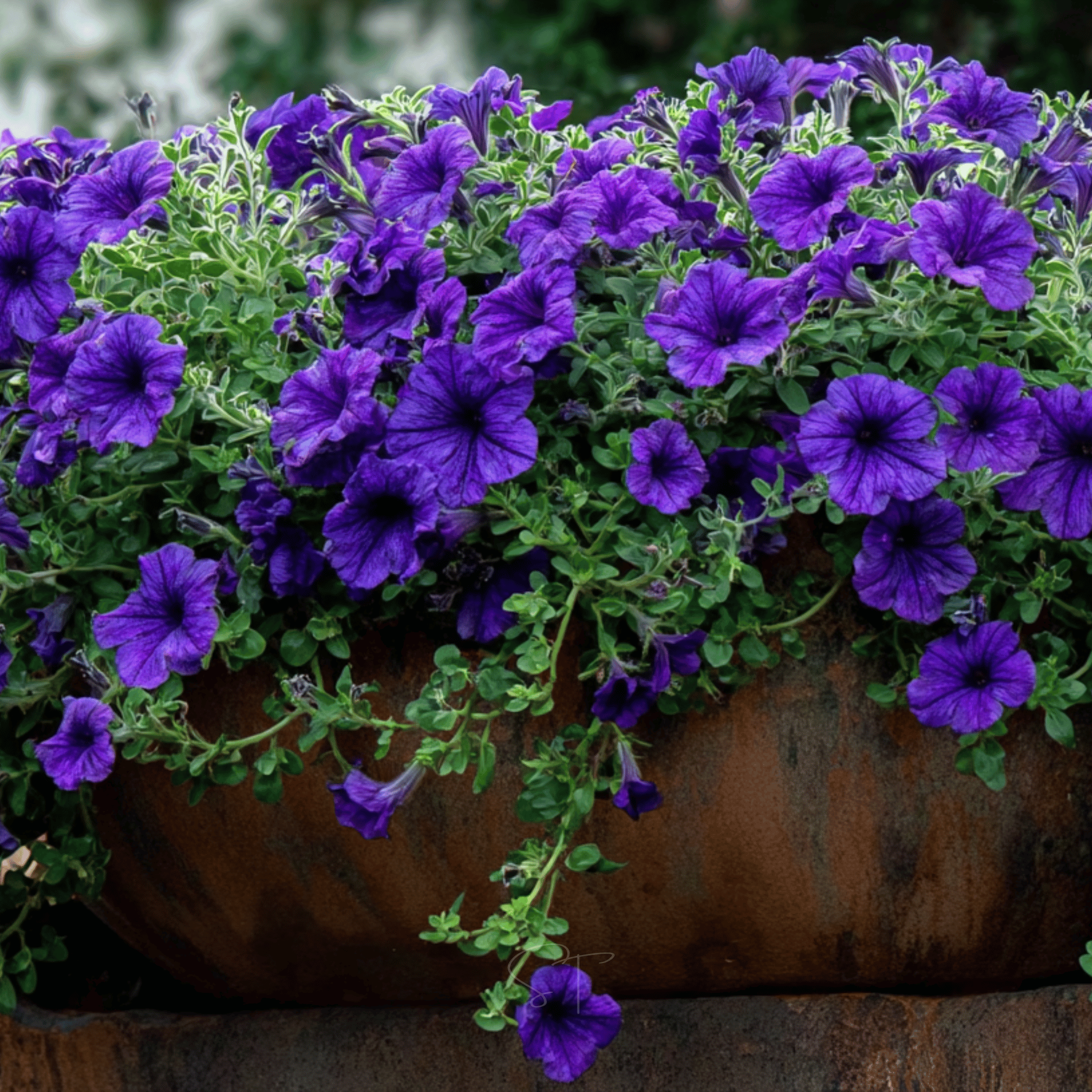 Alderman Blue Petunia – 100 Seeds Southern Seeds