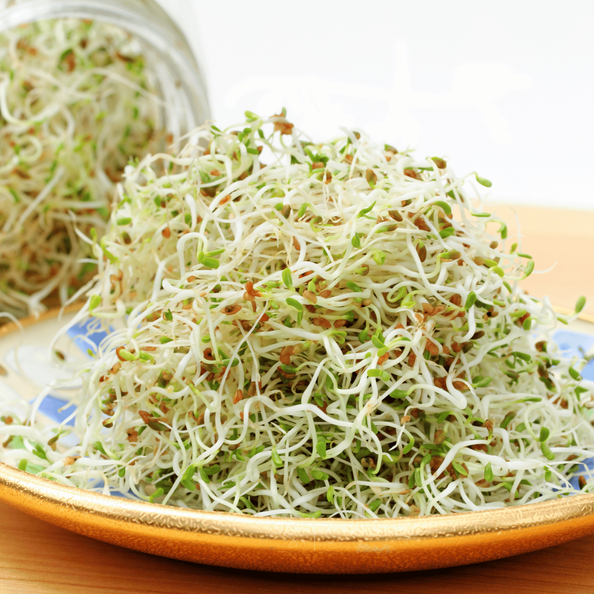 Alfalfa Sprout – 500 Seeds Southern Seeds