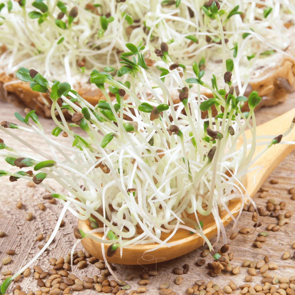Alfalfa Sprout – 500 Seeds Southern Seeds