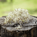 Alfalfa Sprout – 500 Seeds Southern Seeds