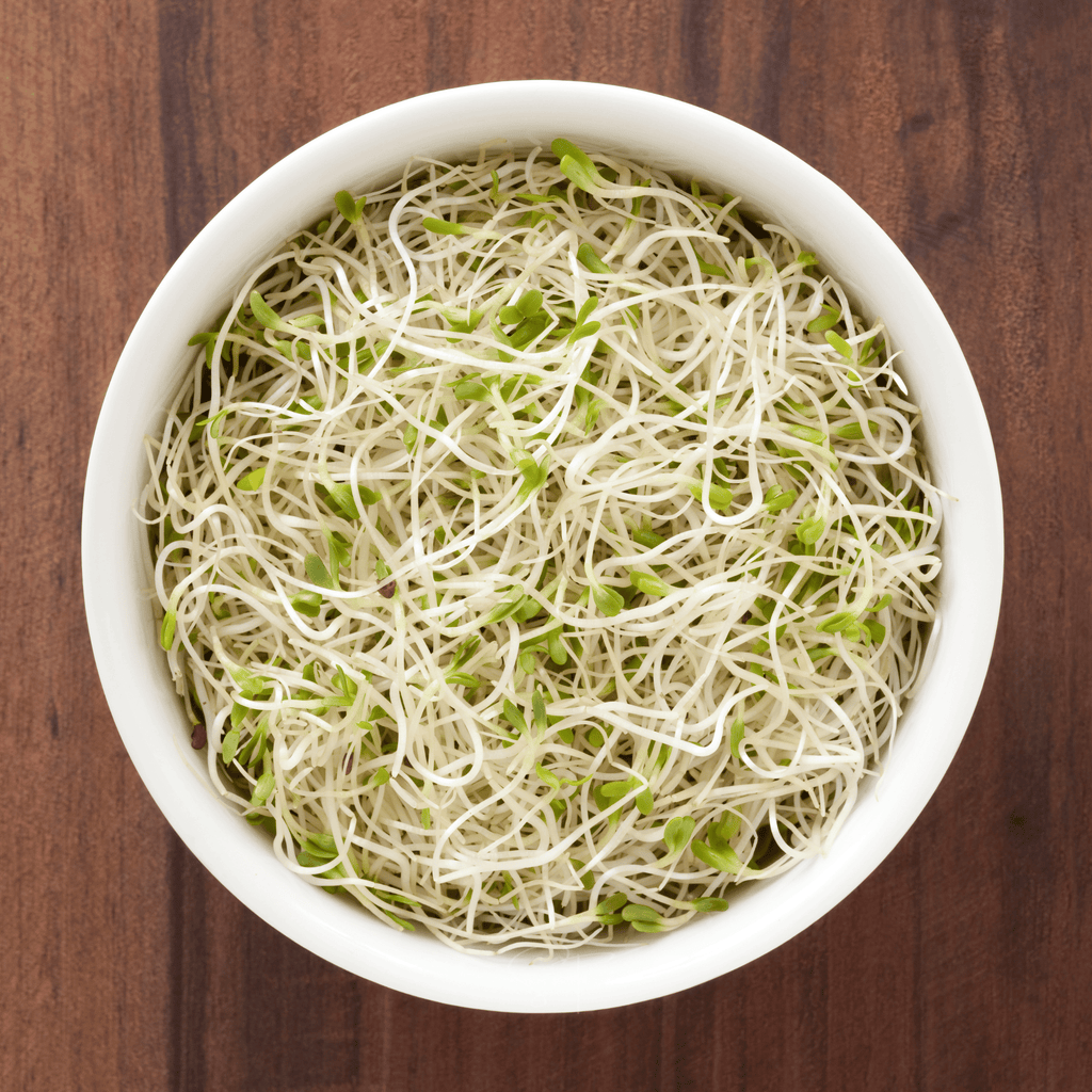 Alfalfa Sprout – 500 Seeds Southern Seeds