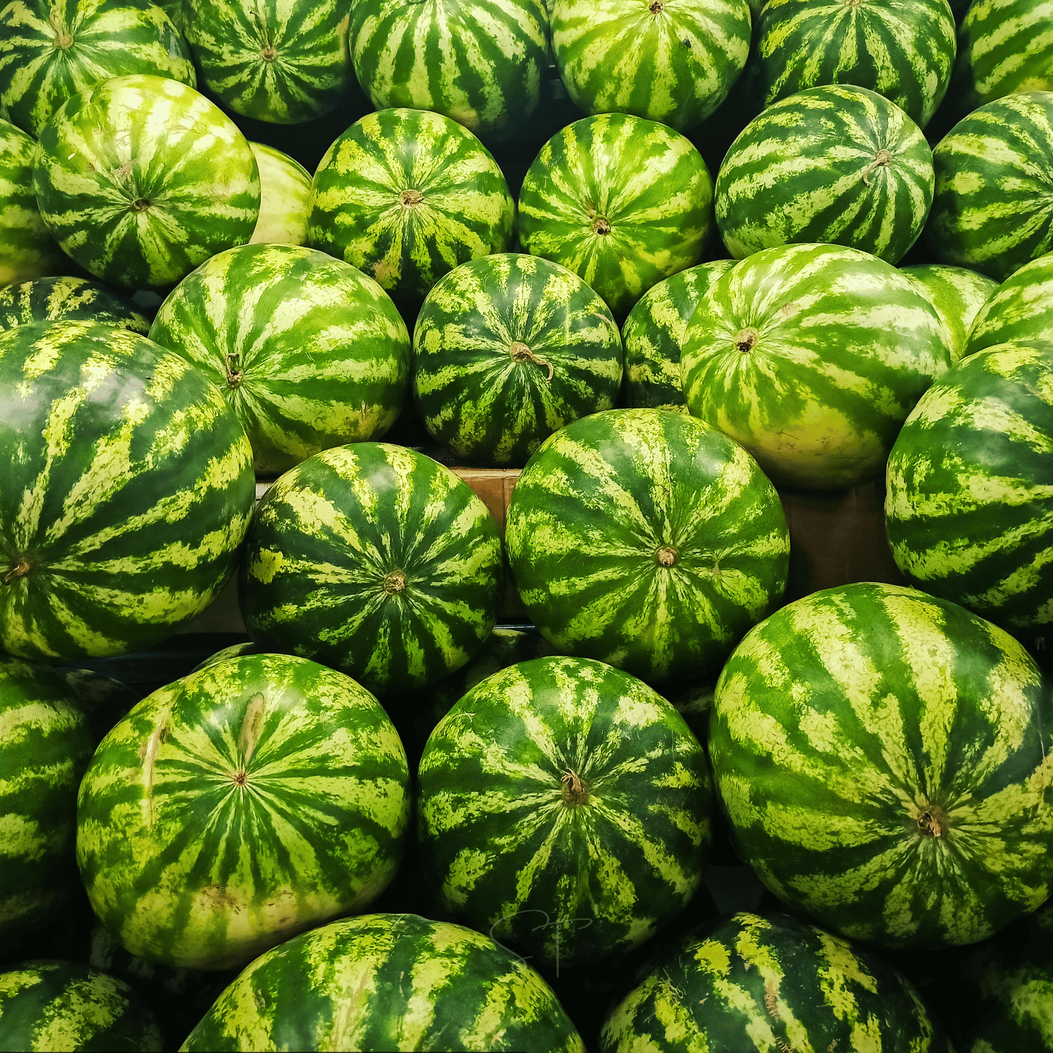 All Sweet Watermelon – 25 Seeds Southern Seeds