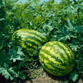All Sweet Watermelon – 25 Seeds Southern Seeds