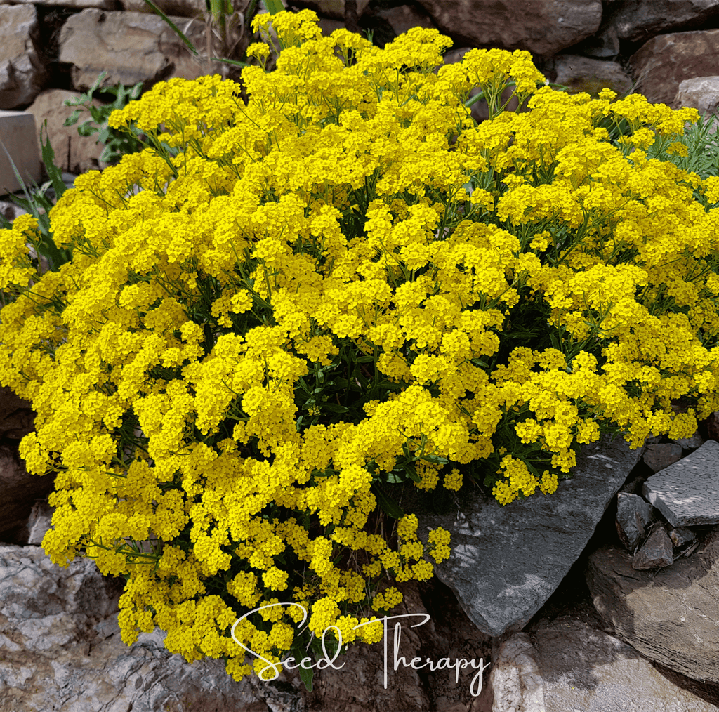 Basket of Gold Alyssum – 100 Seeds Southern Seeds