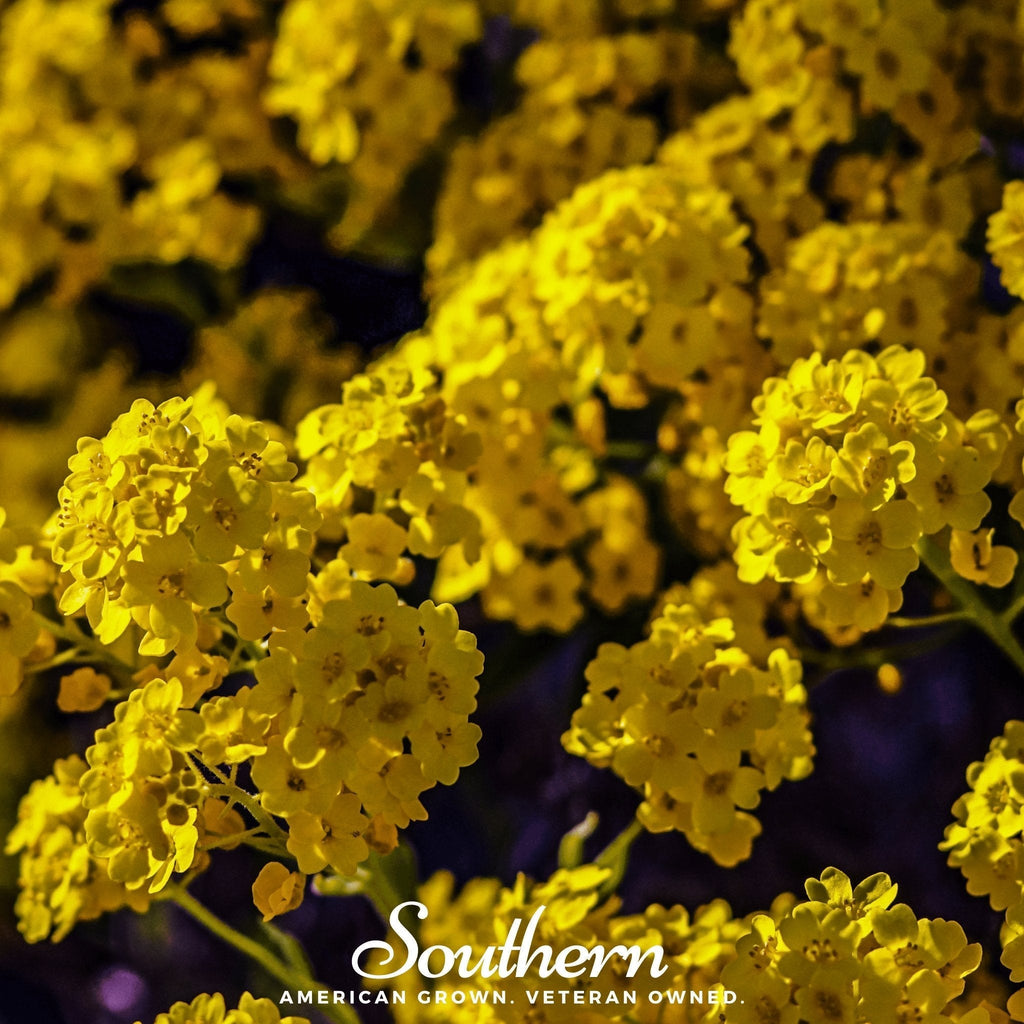 Basket of Gold Alyssum – 100 Seeds Southern Seeds