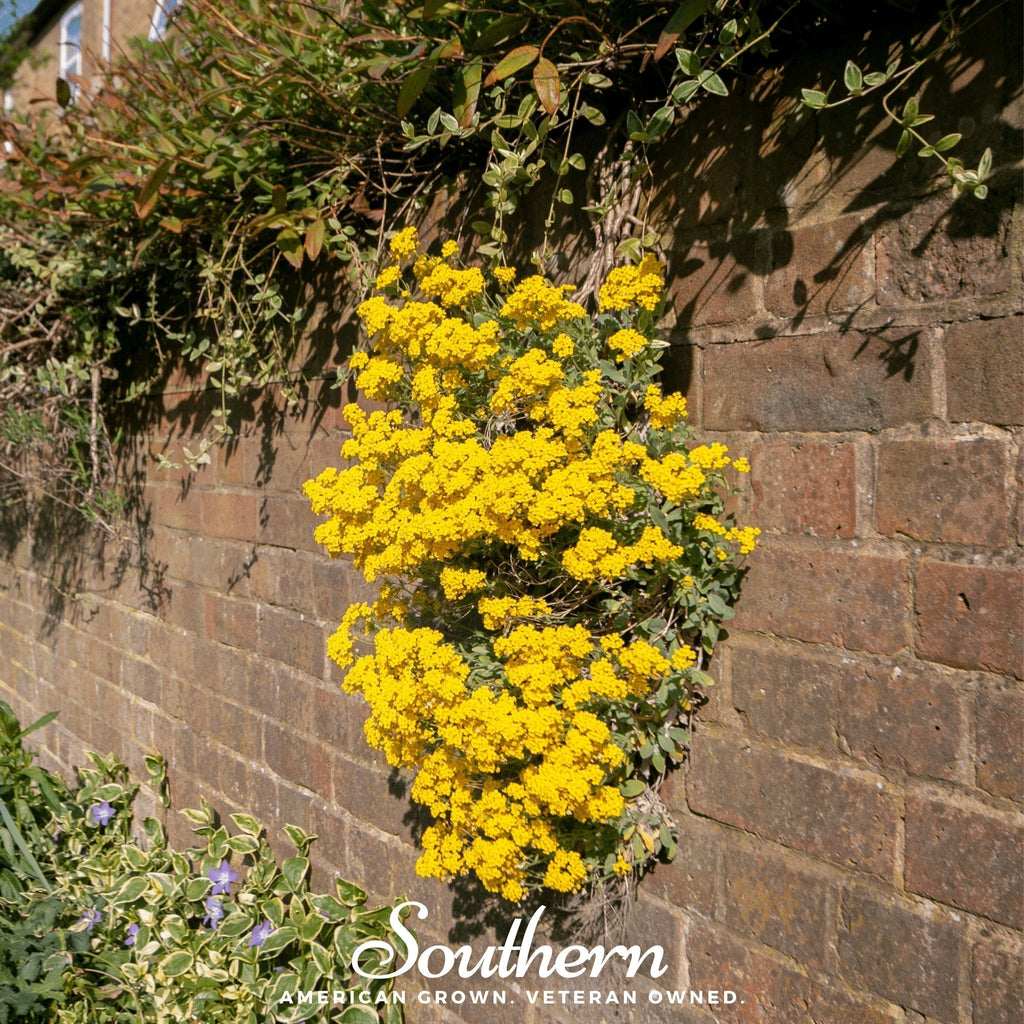 Basket of Gold Alyssum – 100 Seeds Southern Seeds