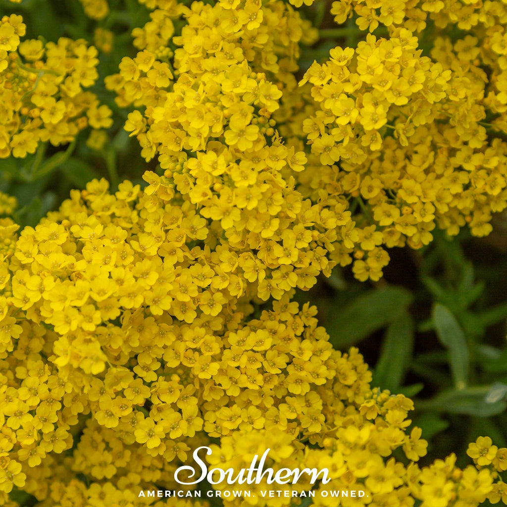Basket of Gold Alyssum – 100 Seeds Southern Seeds