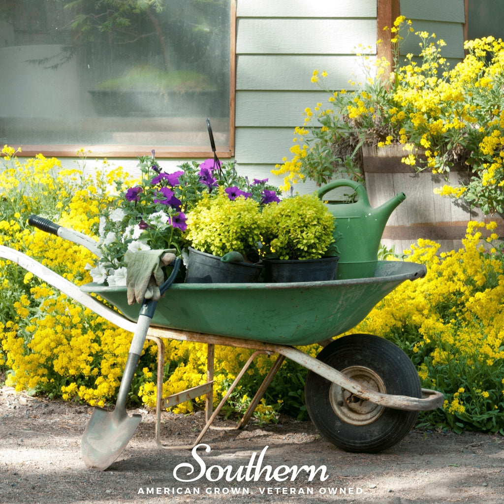 Basket of Gold Alyssum – 100 Seeds Southern Seeds