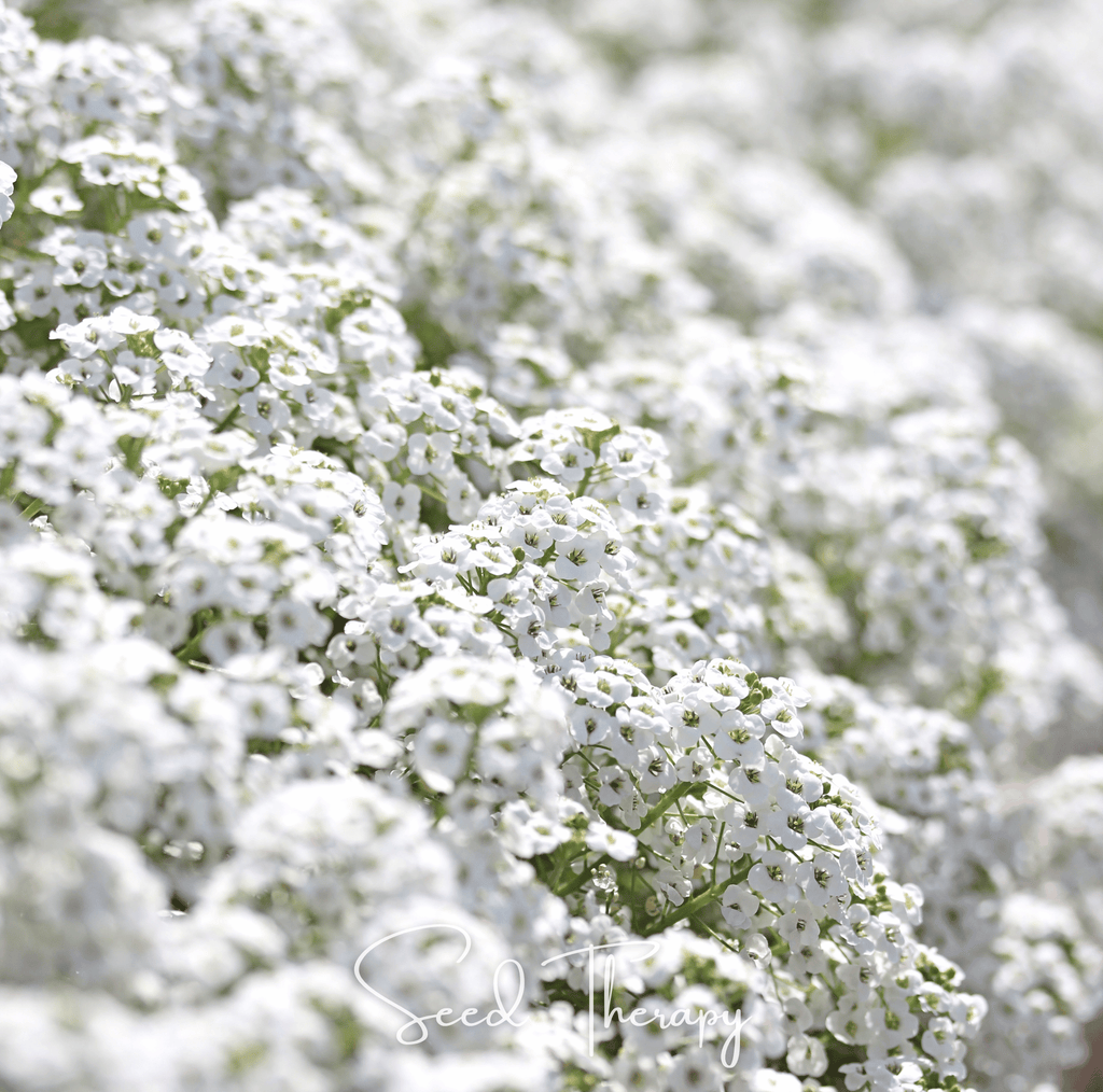 Carpet of Snow Sweet Alyssum – 250 Seeds Southern Seeds