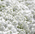 Carpet of Snow Sweet Alyssum – 250 Seeds Southern Seeds