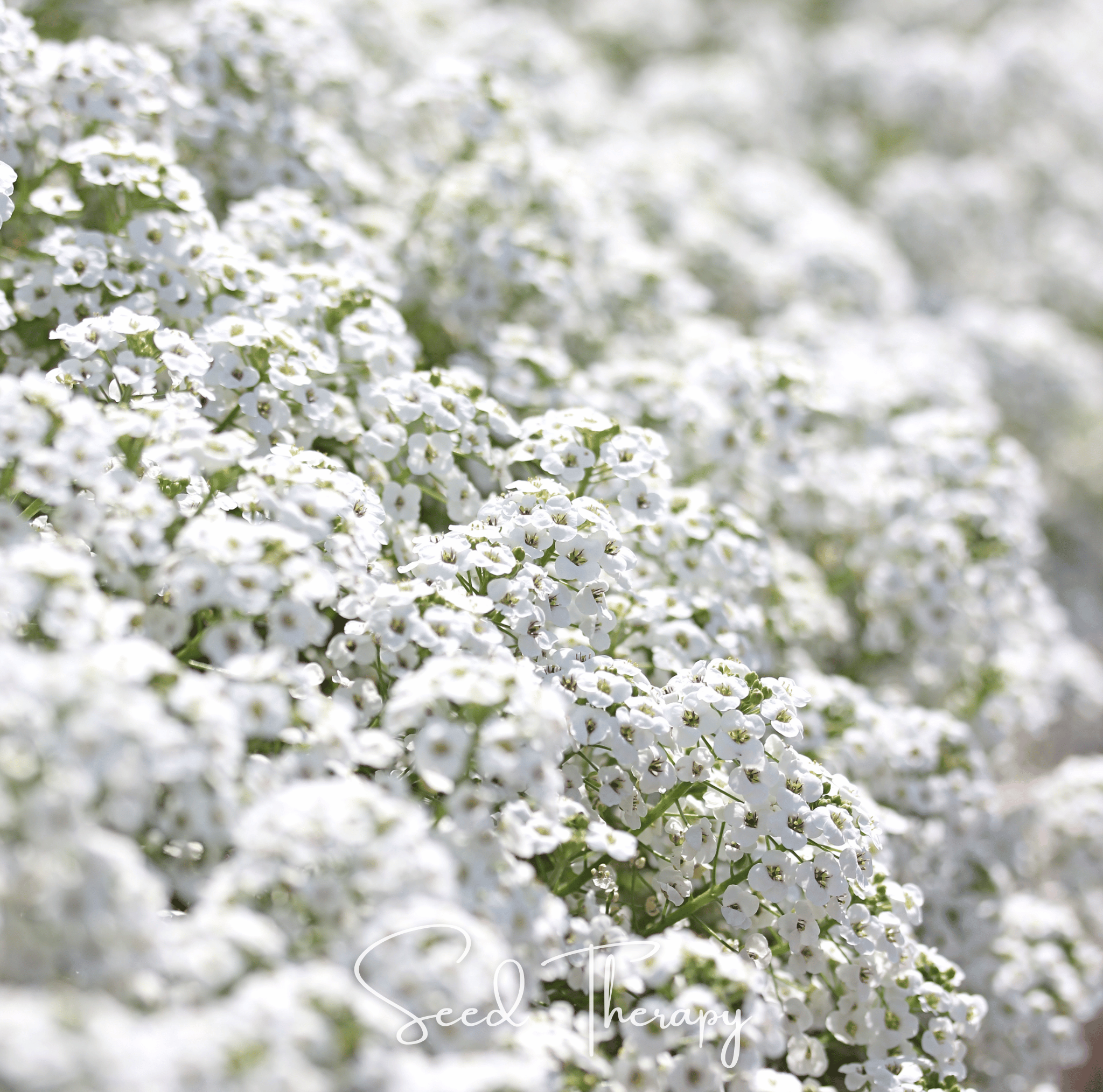 Carpet of Snow Sweet Alyssum – 250 Seeds Southern Seeds
