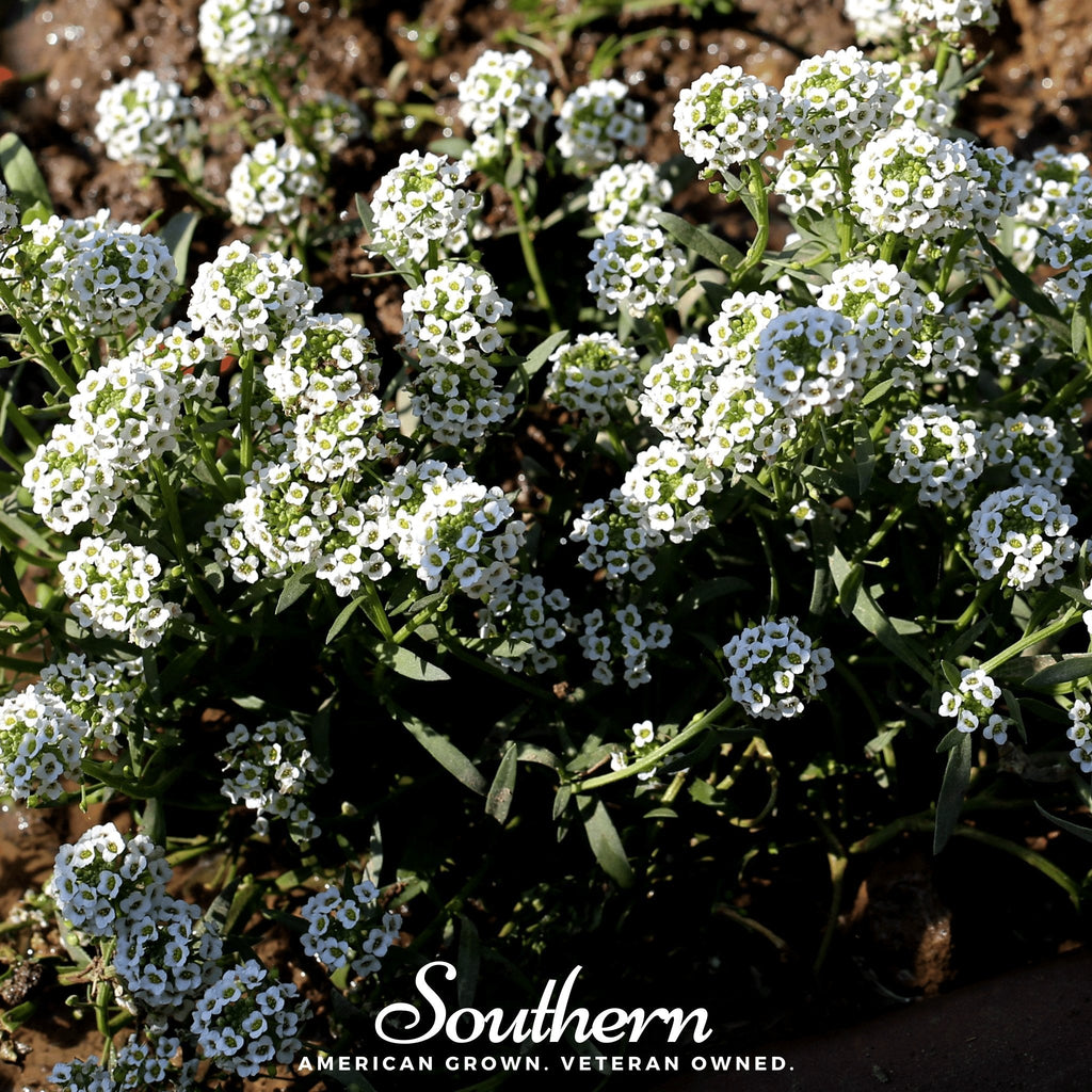 Carpet of Snow Sweet Alyssum – 250 Seeds Southern Seeds