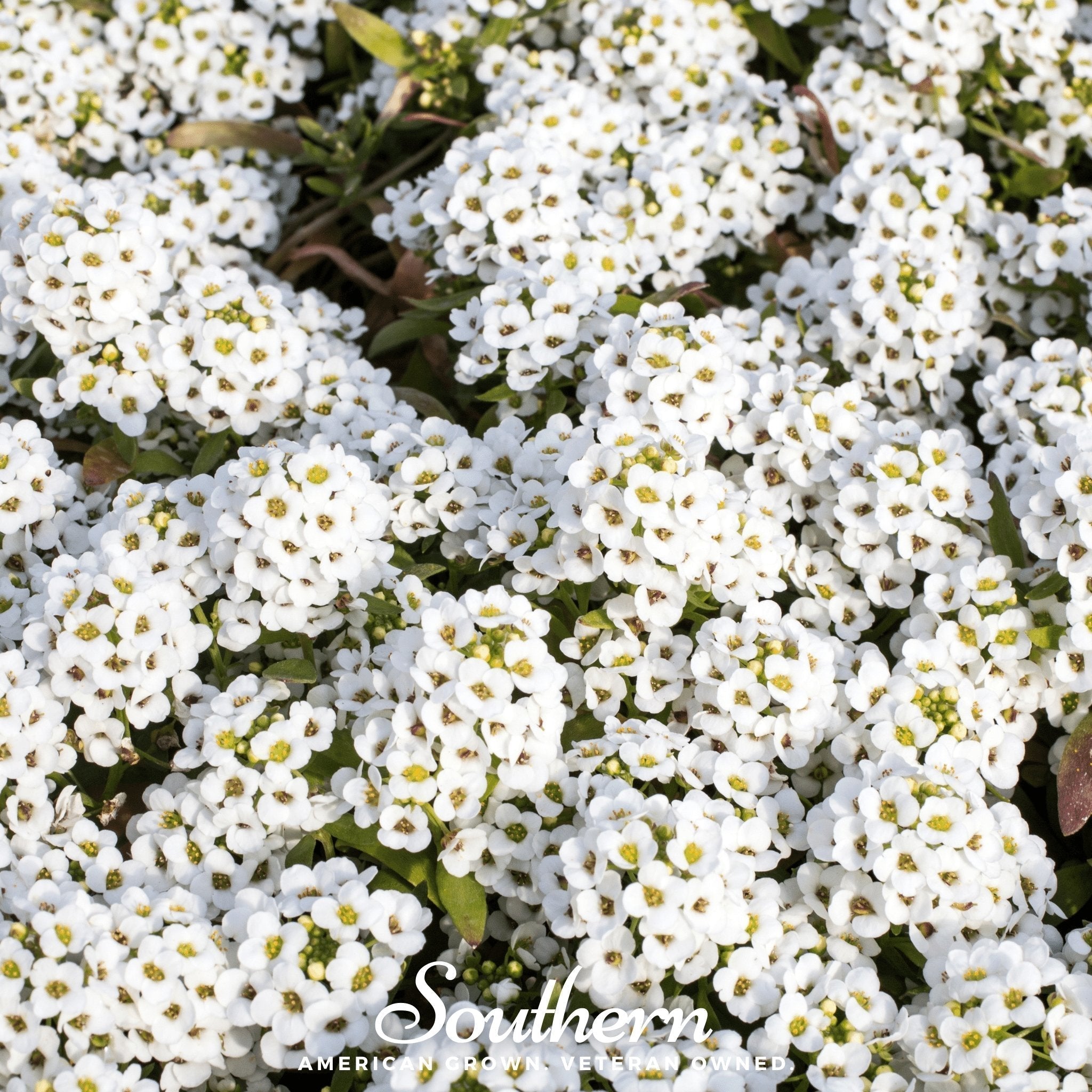 Carpet of Snow Sweet Alyssum – 250 Seeds Southern Seeds