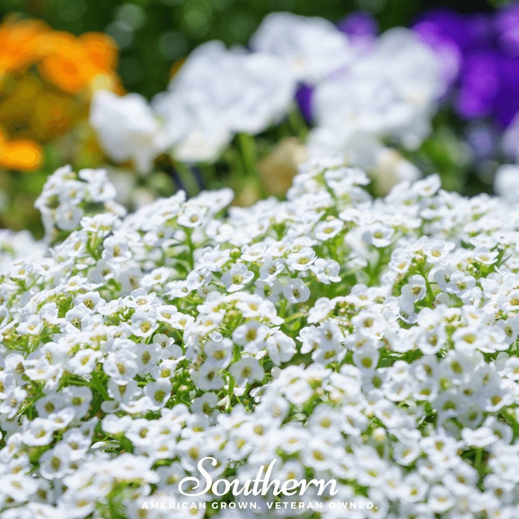 Carpet of Snow Sweet Alyssum – 250 Seeds Southern Seeds