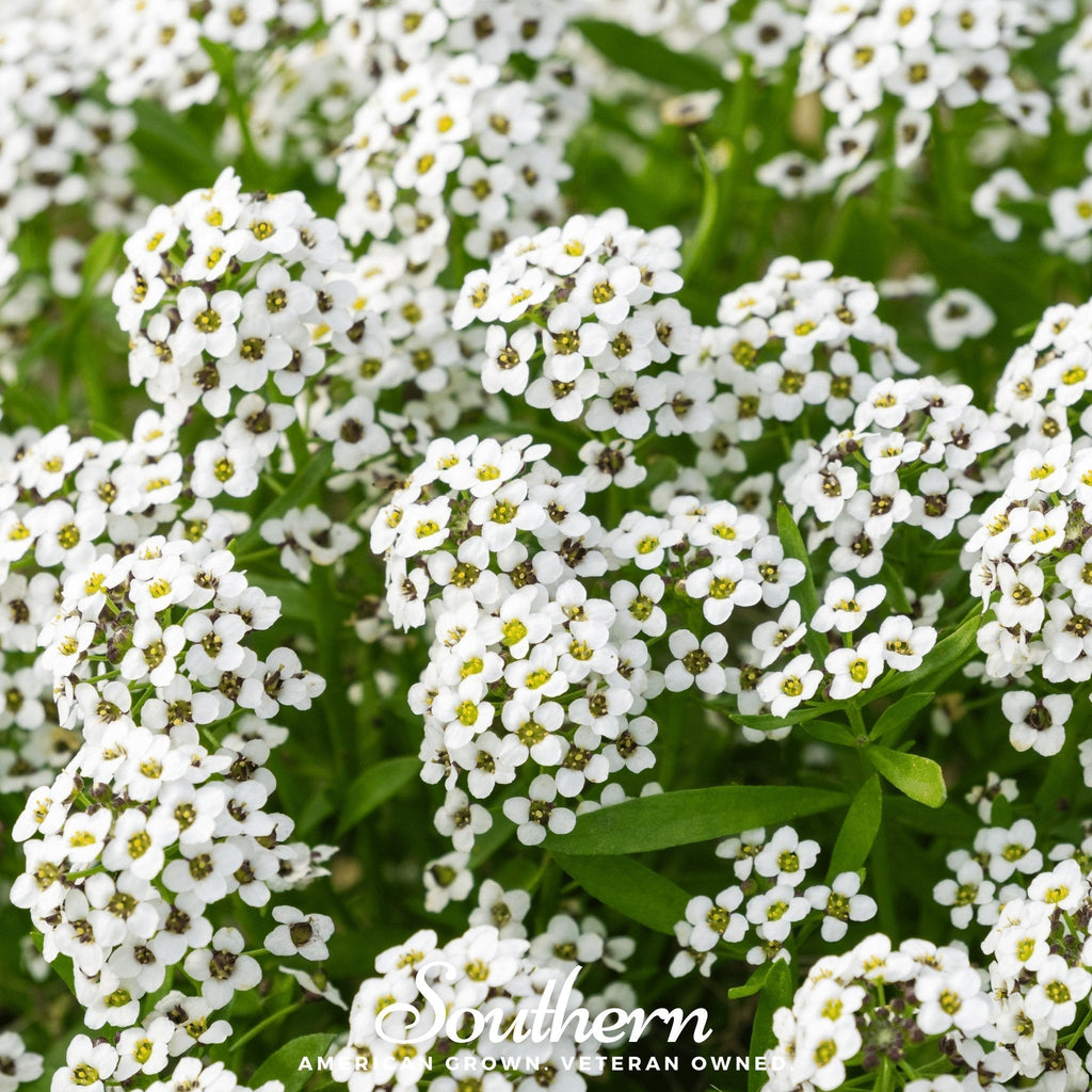 Carpet of Snow Sweet Alyssum – 250 Seeds Southern Seeds
