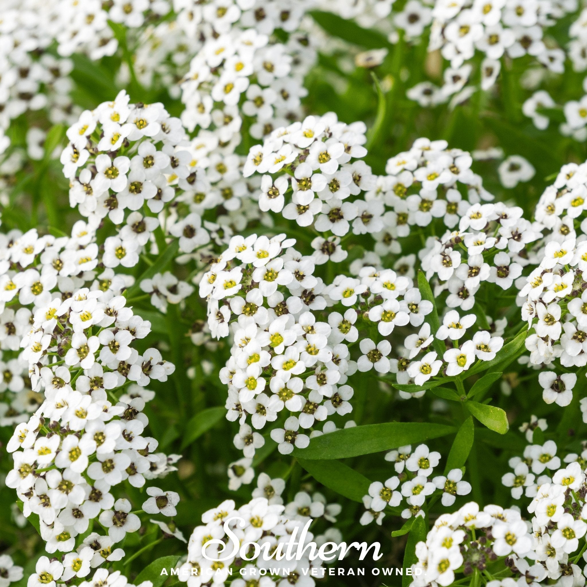 Carpet of Snow Sweet Alyssum – 250 Seeds Southern Seeds