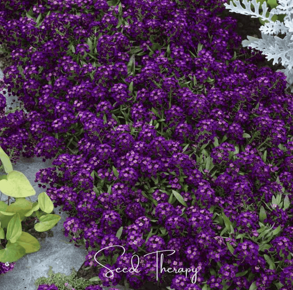 Oriental Nights Alyssum – 100 Seeds Southern Seeds