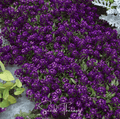 Oriental Nights Alyssum – 100 Seeds Southern Seeds