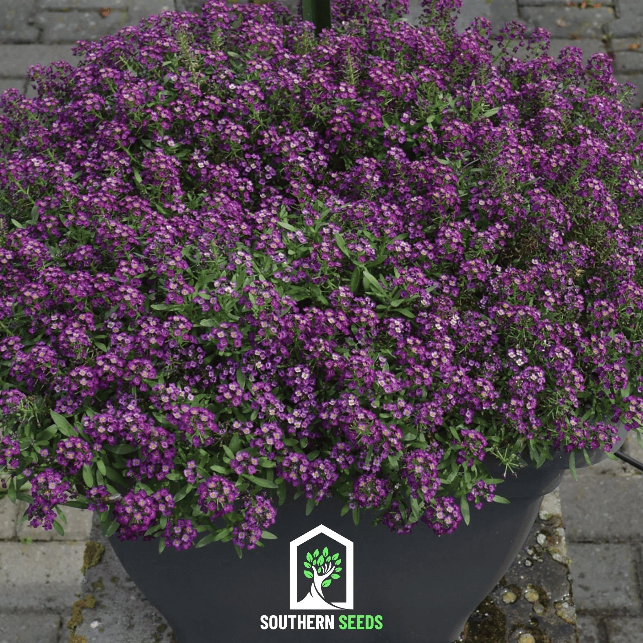 Oriental Nights Alyssum – 100 Seeds Southern Seeds
