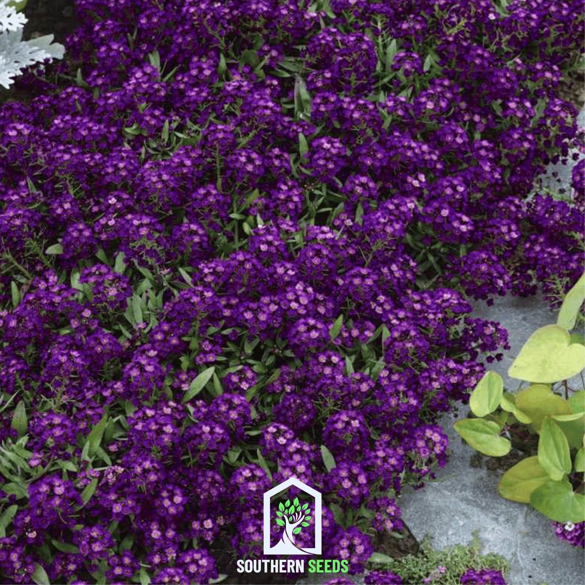 Oriental Nights Alyssum – 100 Seeds Southern Seeds