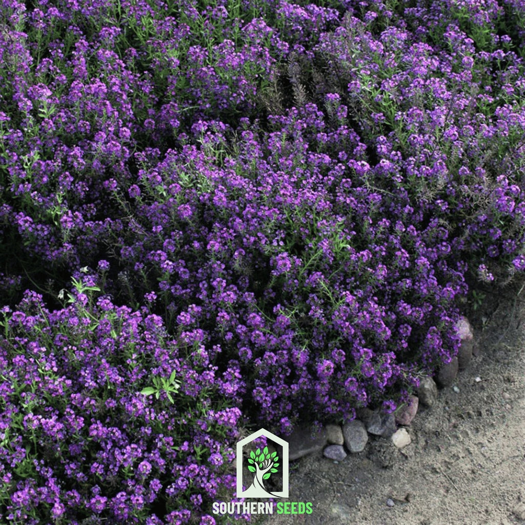 Oriental Nights Alyssum – 100 Seeds Southern Seeds