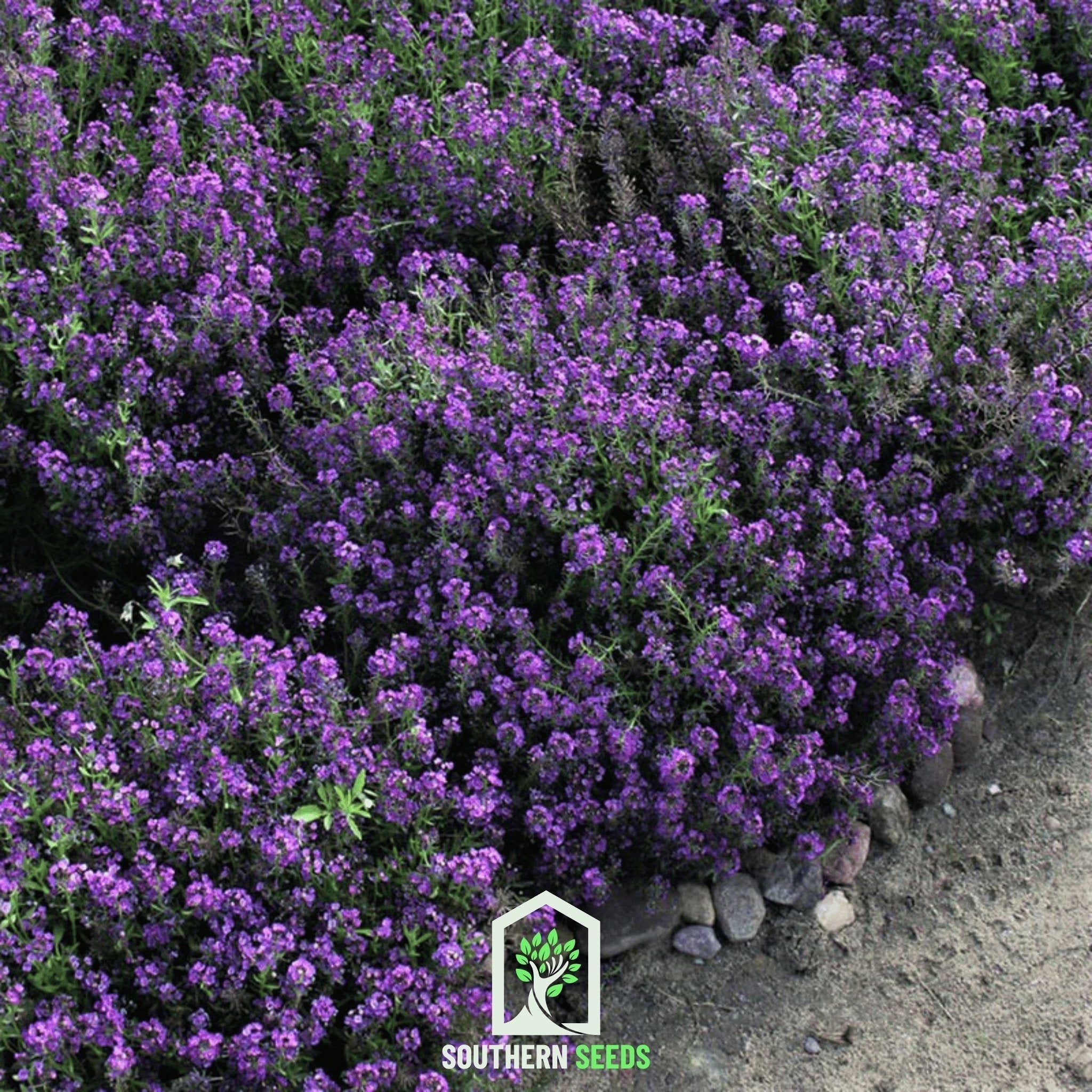 Oriental Nights Alyssum – 100 Seeds Southern Seeds