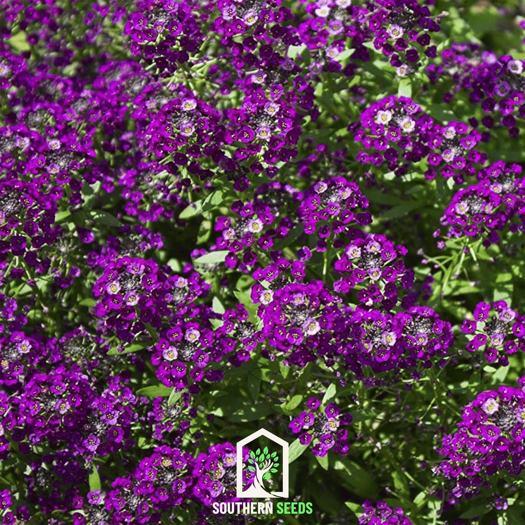Oriental Nights Alyssum – 100 Seeds Southern Seeds