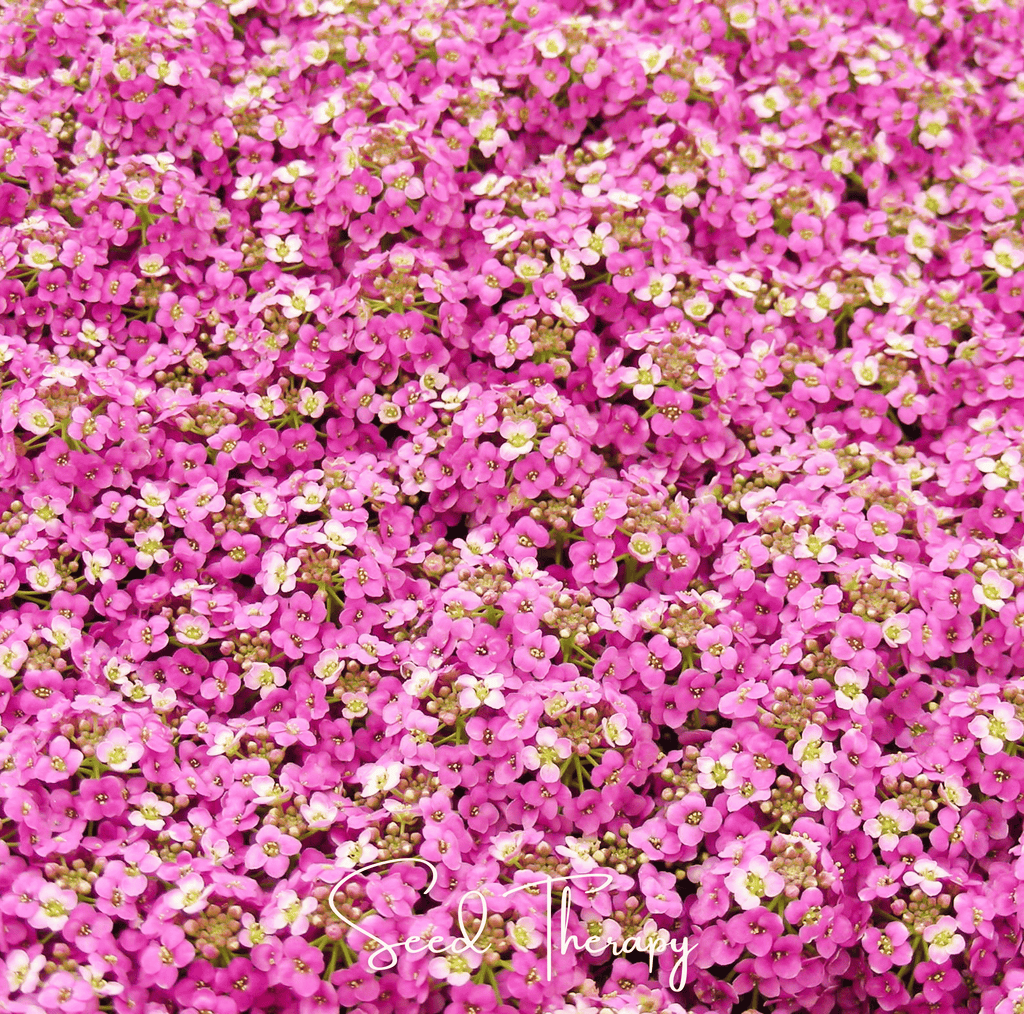 Pink Dwarf Sweet Alyssum – 250 Seeds Southern Seeds