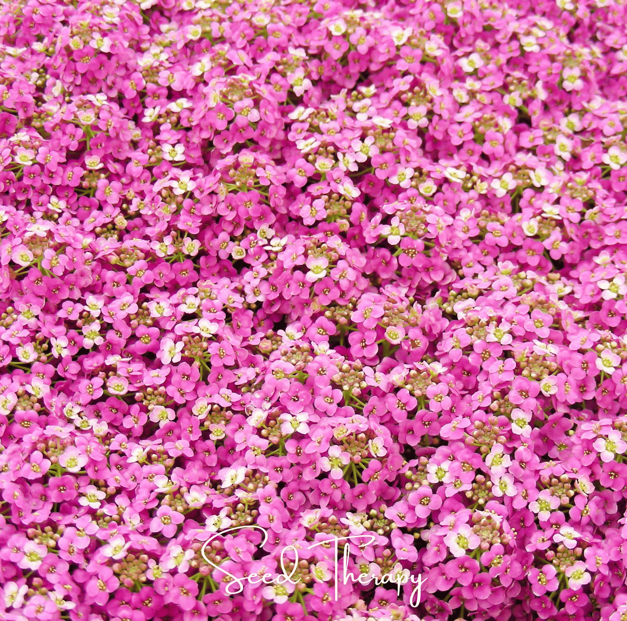 Pink Dwarf Sweet Alyssum – 250 Seeds Southern Seeds