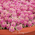 Pink Dwarf Sweet Alyssum – 250 Seeds Southern Seeds