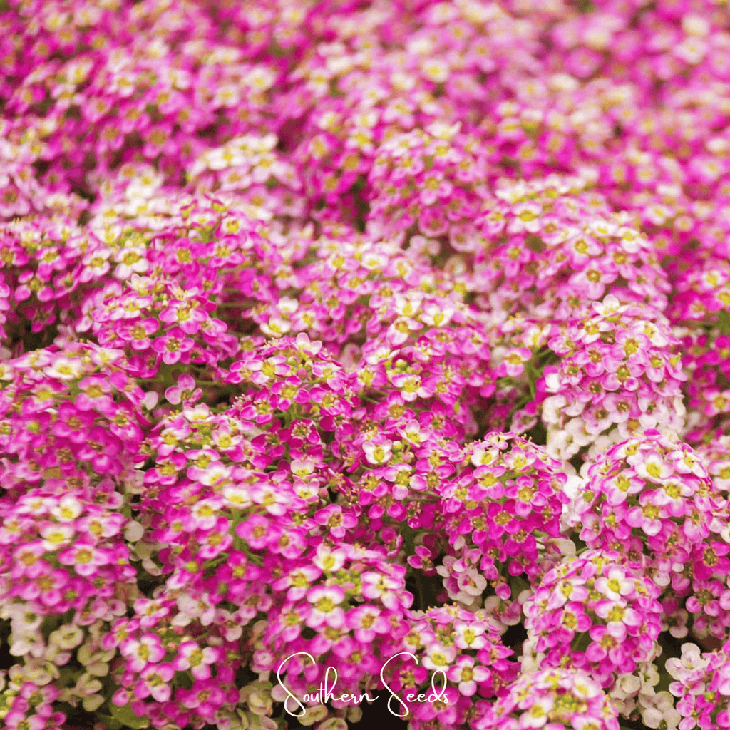 Pink Dwarf Sweet Alyssum – 250 Seeds Southern Seeds