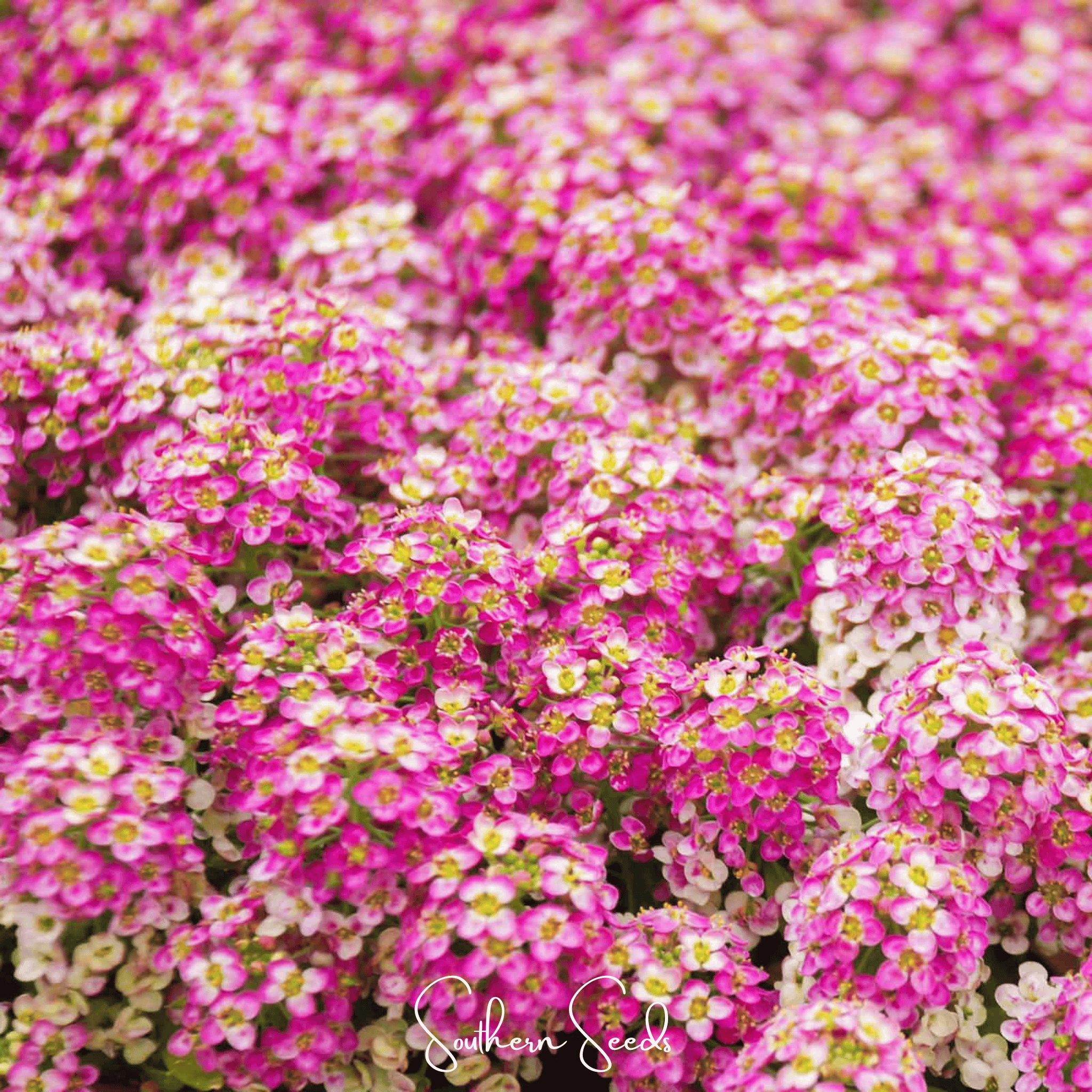 Pink Dwarf Sweet Alyssum – 250 Seeds Southern Seeds