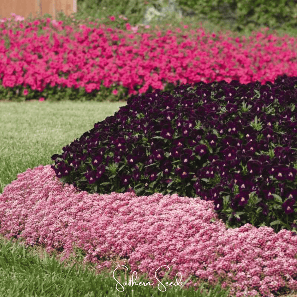 Pink Dwarf Sweet Alyssum – 250 Seeds Southern Seeds